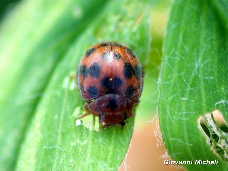 Subcoccinella vigintiquatuorpunctata, Coccinellidae